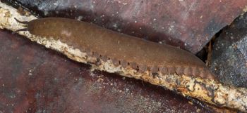 Media type: image; Invertebrate Zoology 131441